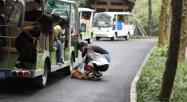 小狗追电动观光车